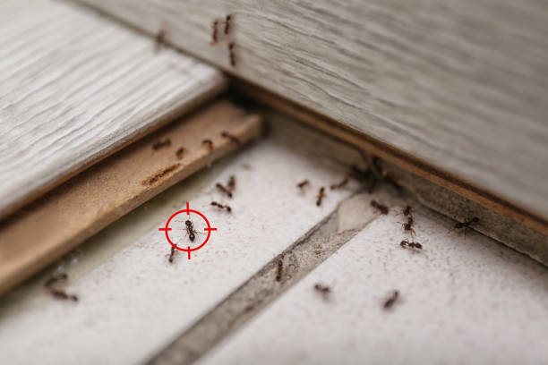 Best Wasp Removal Services  in Zephyrhills, FL