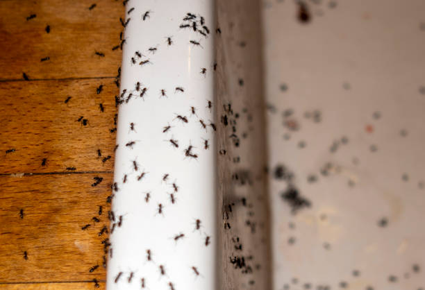 Best Commercial Pest Control Services  in Zephyrhills, FL